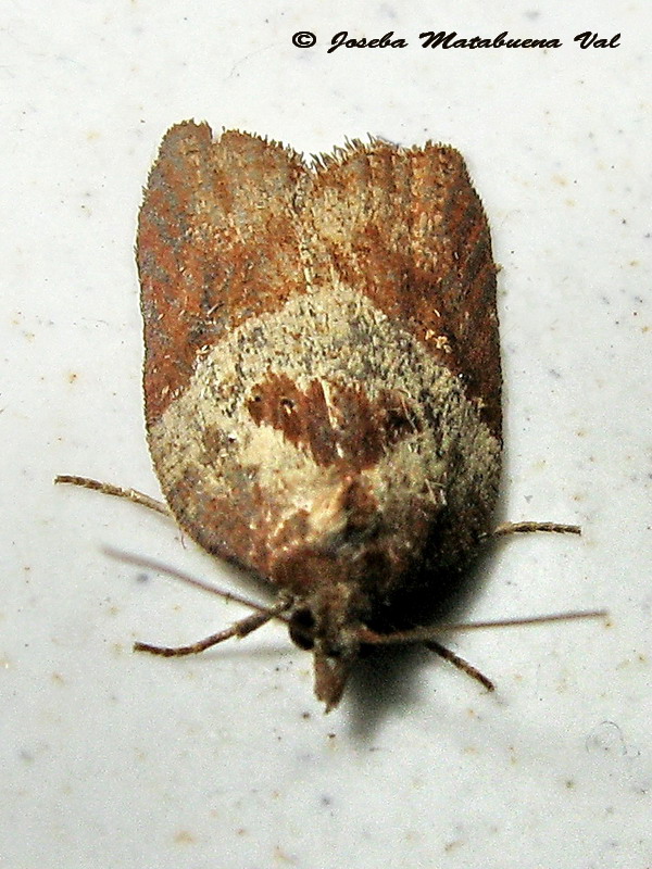 Acleris laterana - Tortricidae ?